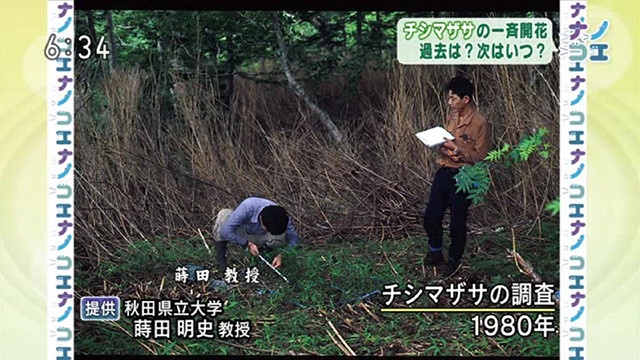 当時大学院生だった蒔田教授が八甲田山系でチシマザサの調査に入ったときの写真
