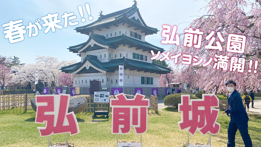 春が来た！弘前公園ソメイヨシノ満開