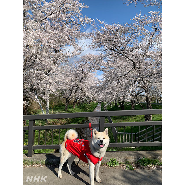 小川原湖の桜