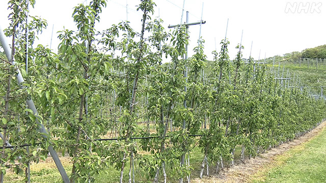 高密植栽培のりんご畑
