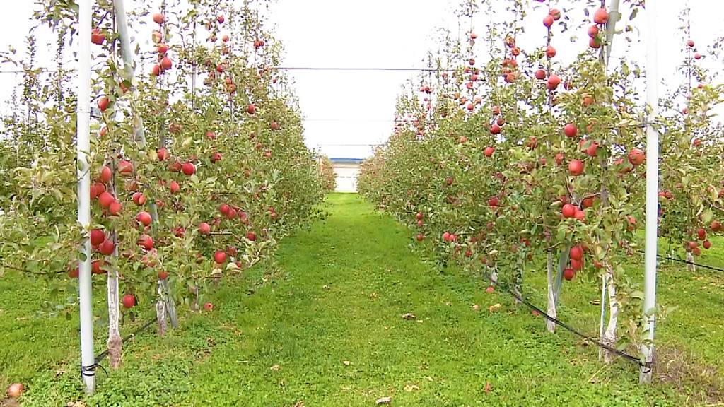 青森りんごの未来に！？高密植栽培の方法と課題とは？