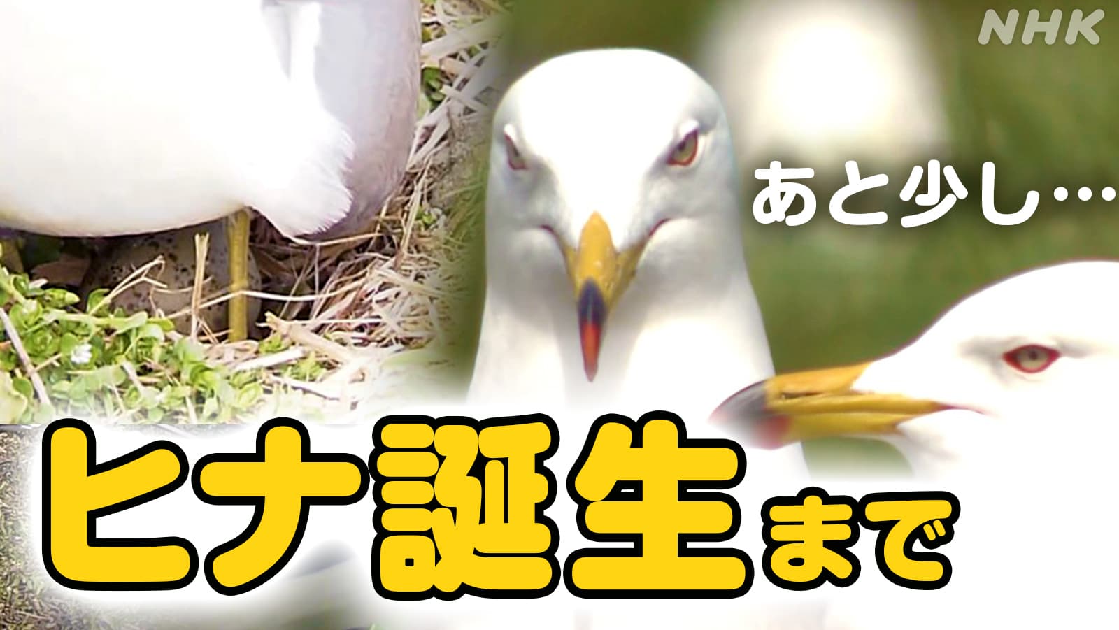 青森県八戸市 蕪島でウミネコの産卵始まる