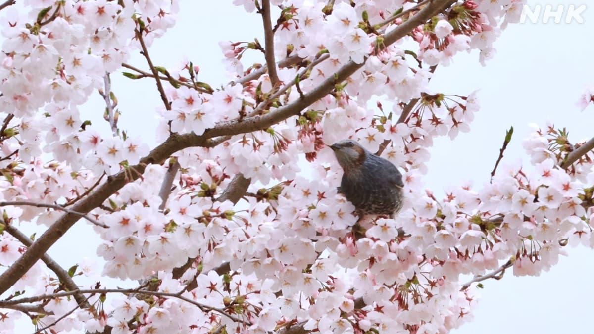 今週のシャモリ ～4月19日「満開桜 楽しんでいるー」ほか