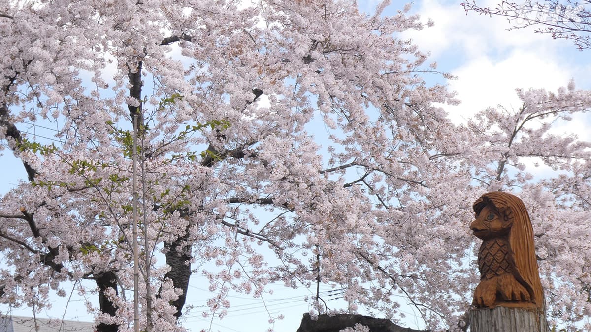 今週のシャモリ ～4月２６日「桜を堪能するアマビエさん」ほか