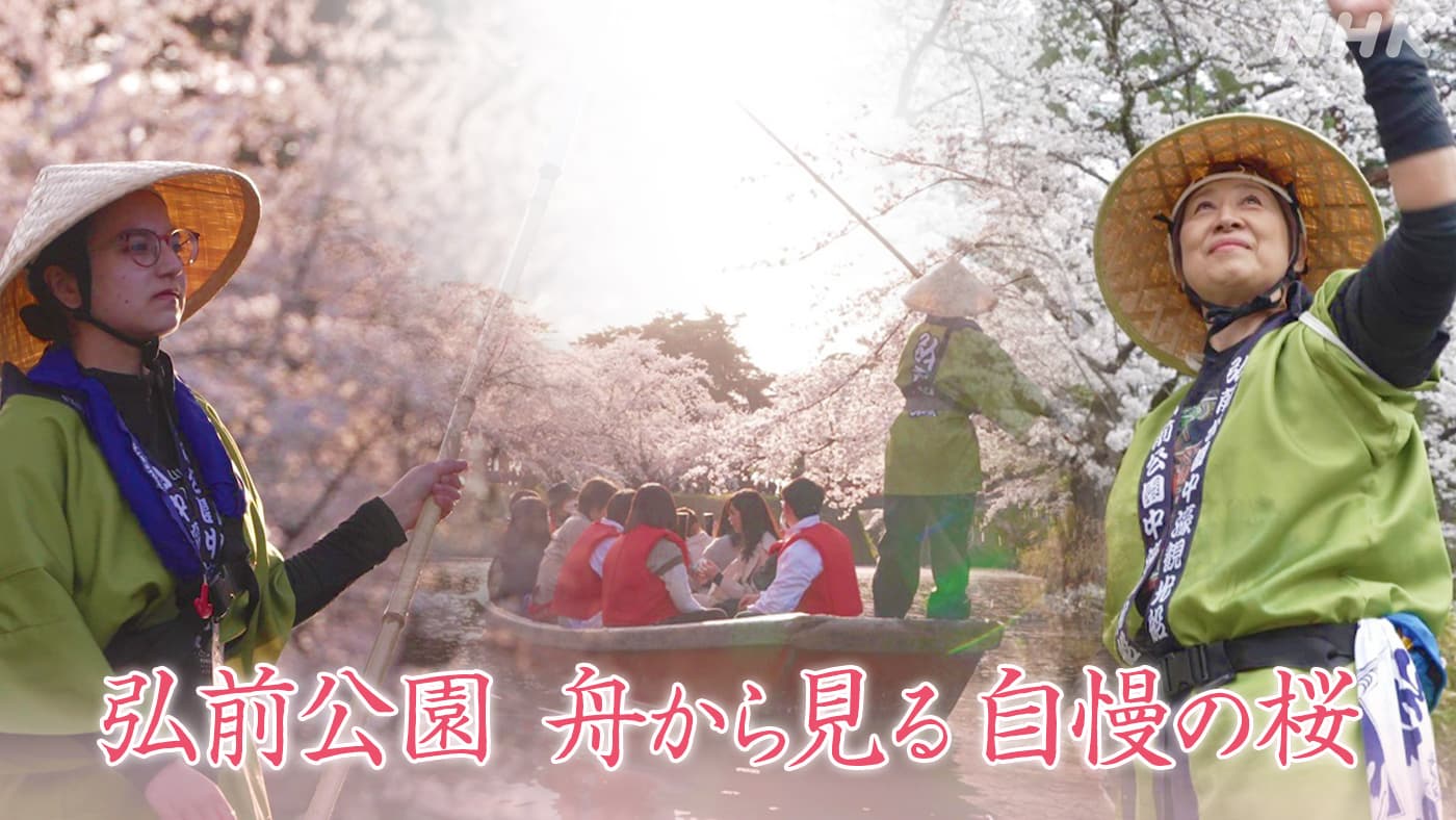 弘前公園　舟から見る自慢の桜