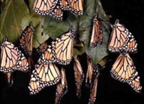 神秘の蝶　驚異の大冒険　〜北米大陸5000キロを渡る〜　写真