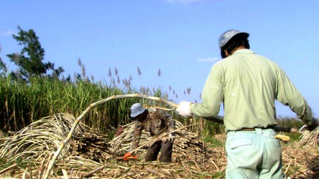 沖縄 サトウキビの収穫 動画で見るニッポンみちしる Nhkアーカイブス