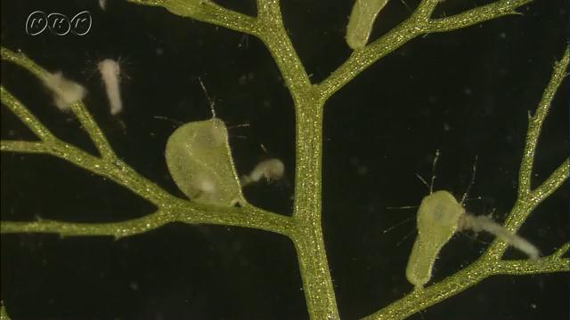 水中の食虫植物 タヌキモ | ミクロワールド | NHK for School