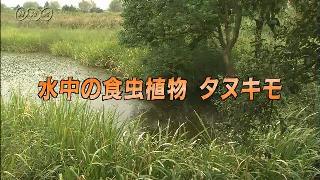 水中の食虫植物　タヌキモ | ミクロワールド | NHK for School
