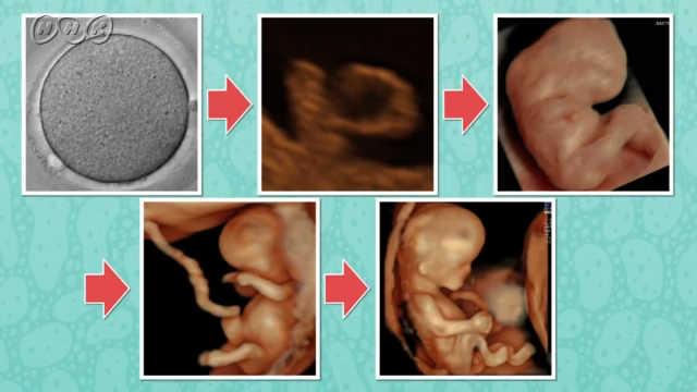お腹 の 赤ちゃん の 成長 画像 無料ダウンロード画像