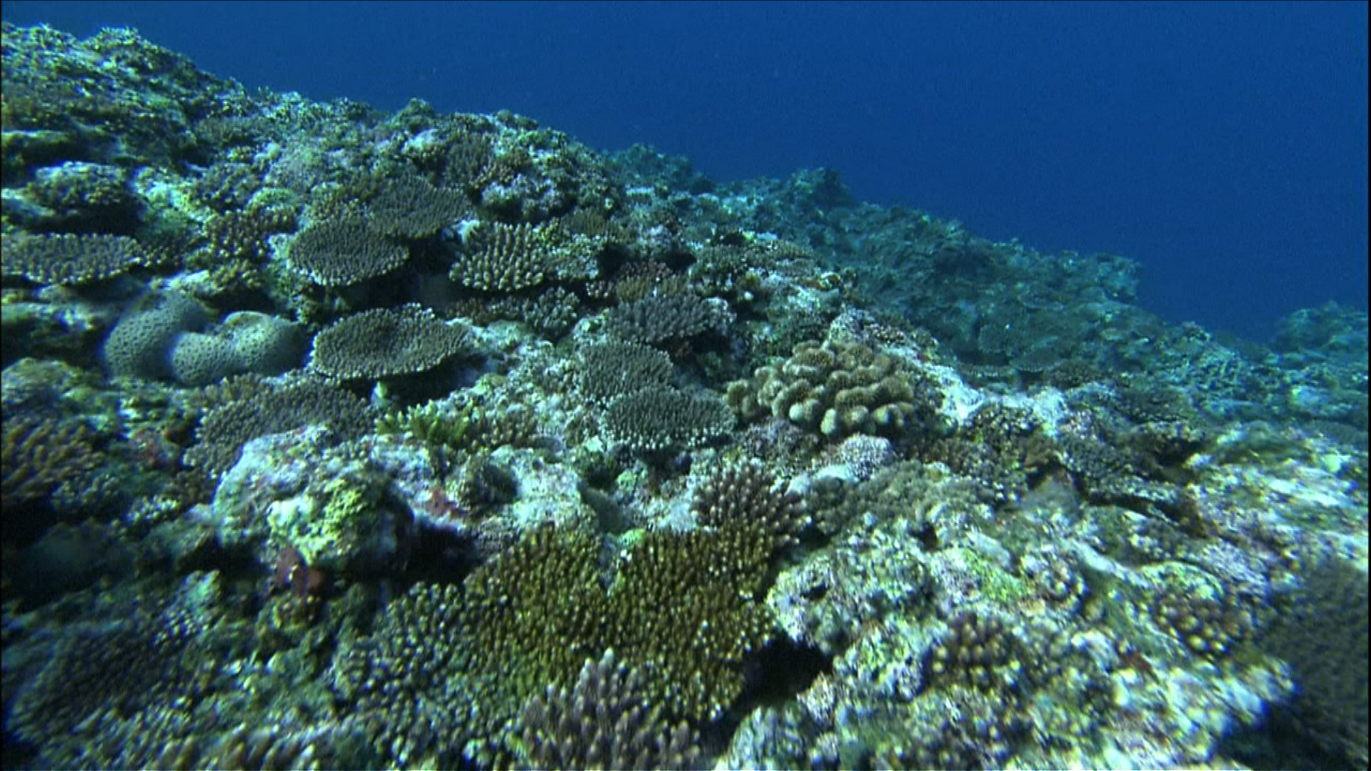 沖縄の環境問題 サンゴの減少 Nhk For School