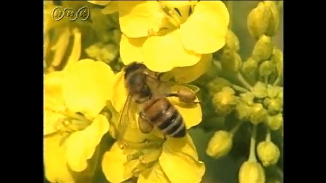 春のミツバチの活動 | NHK for School