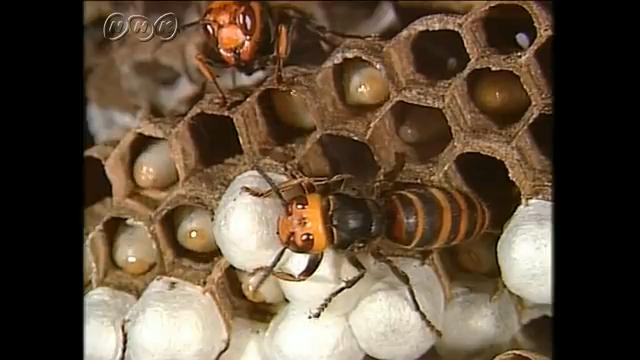 蜂 が 巣 を 作 ろう として いる