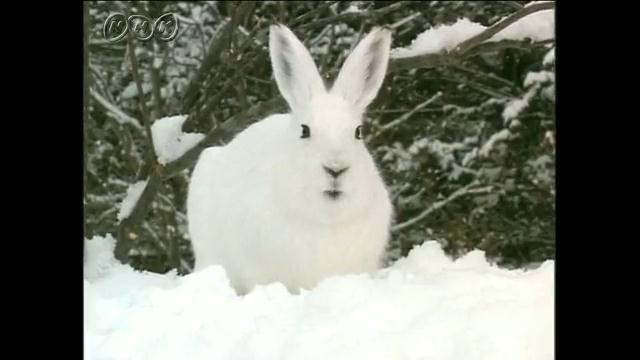 雪原をかけるエゾユキウサギ Nhk For School