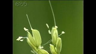 稲の開花と受精