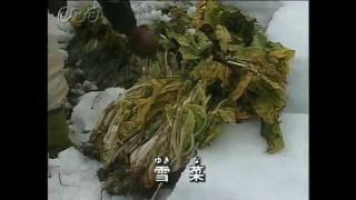 雪の役立て方　野菜の栽培