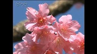 １月に咲く沖縄の桜