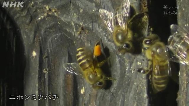 セイヨウミツバチの侵入を防ぎ、純粋なニホンミツバチだけで