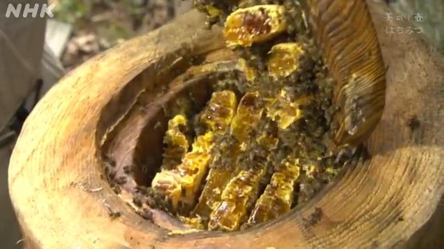ニホンミツバチが集めた百花蜜を年に一度採取