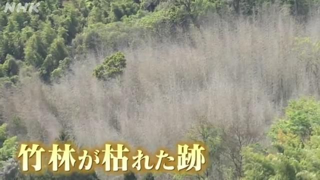 竹に大異変！日本全国で竹林がごっそり枯れている