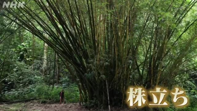 竹の祖先はジャングル生まれ～熱帯の竹は狭い範囲に密集して生える