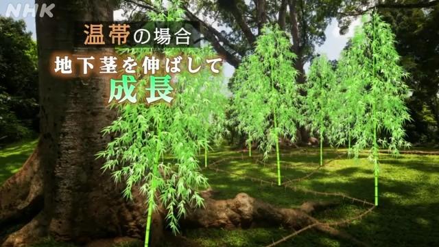 光が射すエリアが広い温帯では地下茎を伸ばして開花周期の長い竹が生き残る