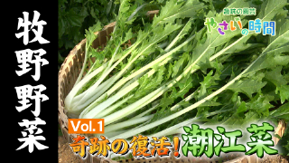 【朝ドラらんまん】牧野富太郎が愛した伝統野菜１「潮江菜」