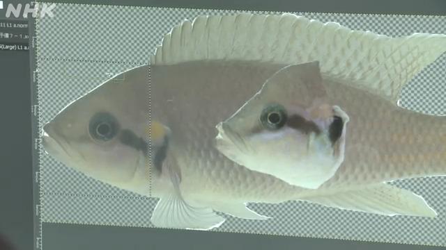 コンピューターで顔だけ替えた魚の画像を作成