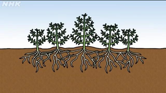 ハーブは成育が旺盛！鉢植えにすればちょうどいい大きさで成長を止められる