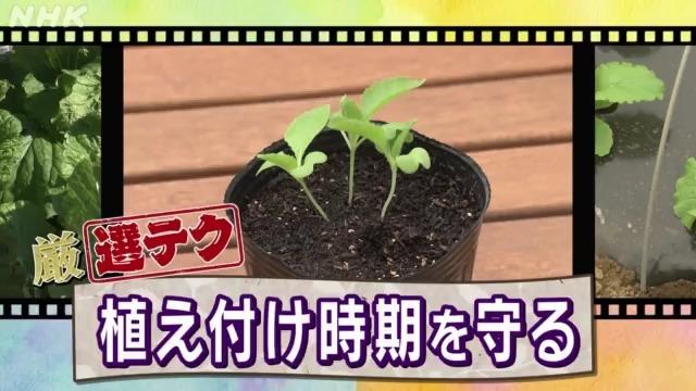 厳選テク：白菜は葉が大きく育って結球するよう苗を９月下旬までに植えつける