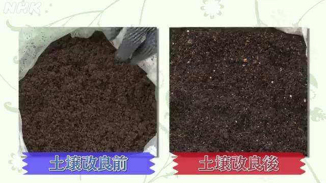 伊藤裕子が土のリフレッシュに挑戦！土壌改良剤を混ぜた土は握ると崩れるほど軟らかい