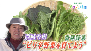 畑で香味野菜”ピリ辛野菜を育てよう”