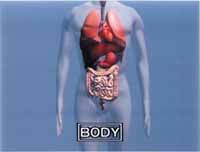 3D computer graphic of the human body