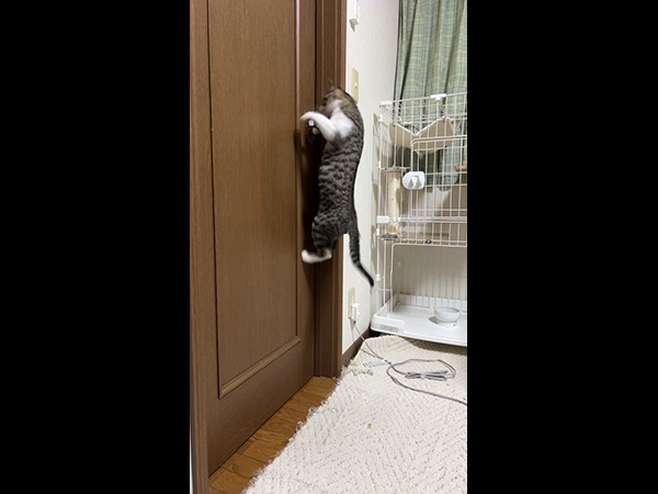 ドアを自力で開けるネコ