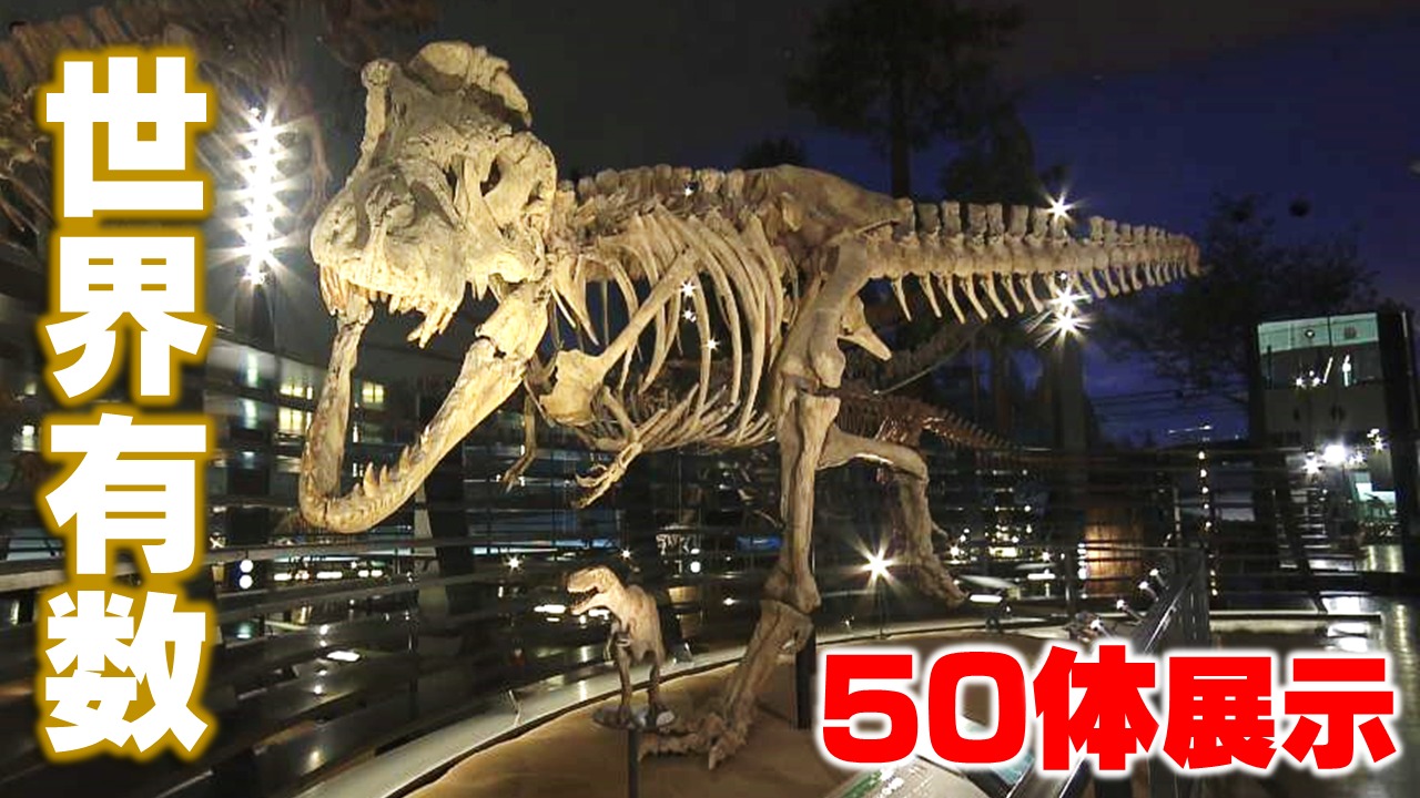 世界有数の50体！福井県立恐竜博物館 骨格標本の展示替えを密着取材