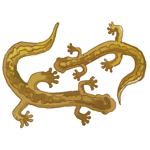 The Japanese Clawed Salamander | 福島特産物