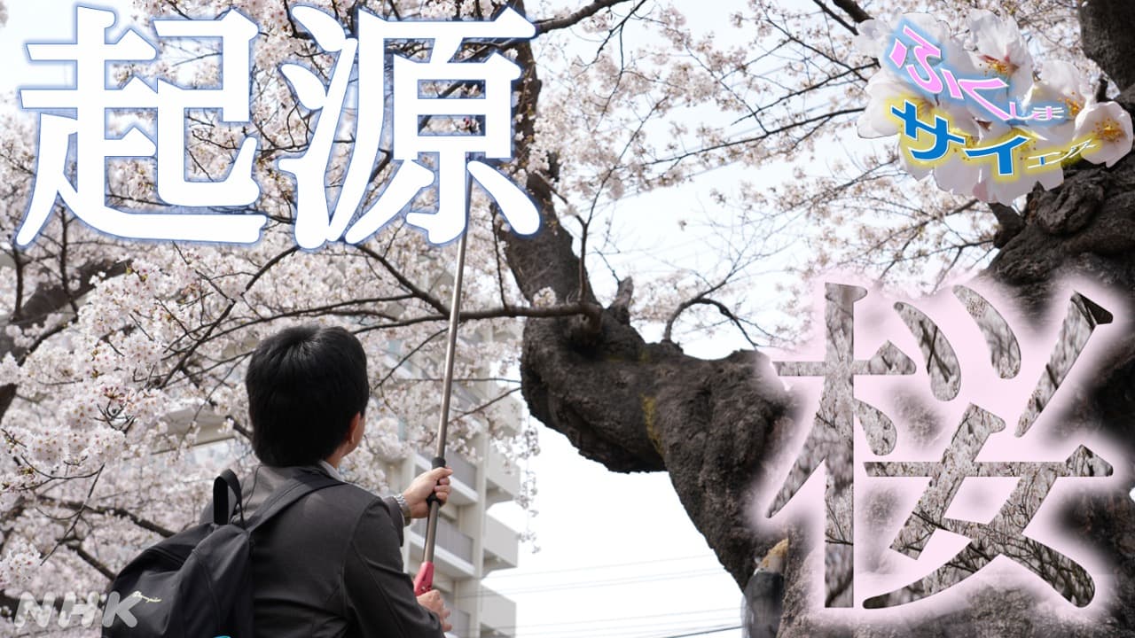 【郡山・開成山公園】レジェンド桜は、ソメイヨシノの起源！？