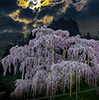 月夜に輝く千年桜