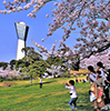 歓声響く桜公園