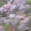 深山の山桜