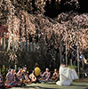 Sakura at the Shrine 