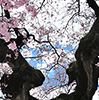 Old Sakura Tree in Bloom