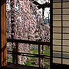 Room Protected by Sakura