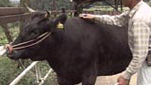 保証します“ホンモノ”の松坂牛　～広がる牛肉の認証制度～