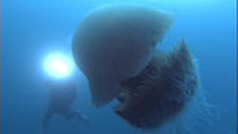 巨大クラゲ大発生の謎を探れ