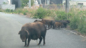 激増する野生動物　～福島の生態系に何が～