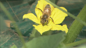 謎のミツバチ大量死　ＥＵ農薬規制の波紋