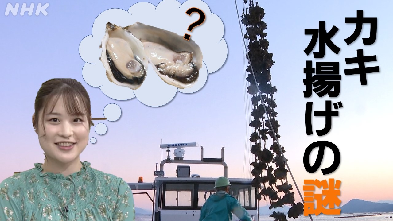 広島グルメ「牡蠣」水揚げの謎　報告:NHK広島　石津江里子