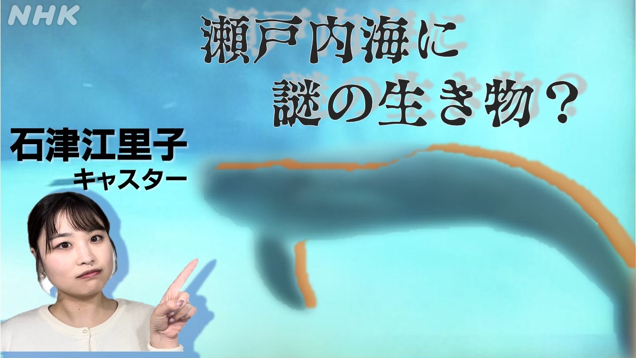 魚か？広島の海で謎の生物を追う　報告:石津江里子
