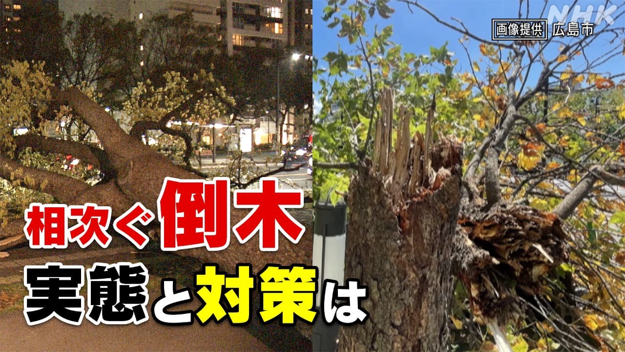  広島で相次ぐ倒木“命の危険も” 再発防止に向けて徹底分析